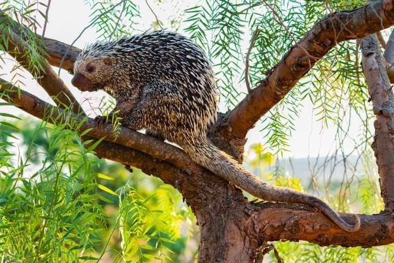 Fotografía ilustrativa de un coendú entre ramas