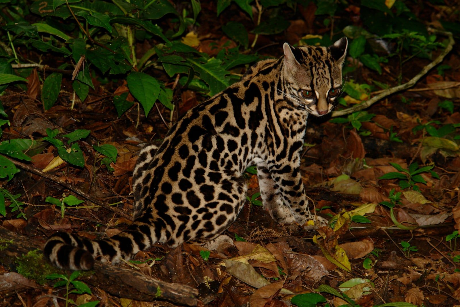 Fotografía ilustrativa de un margay sobre una rama